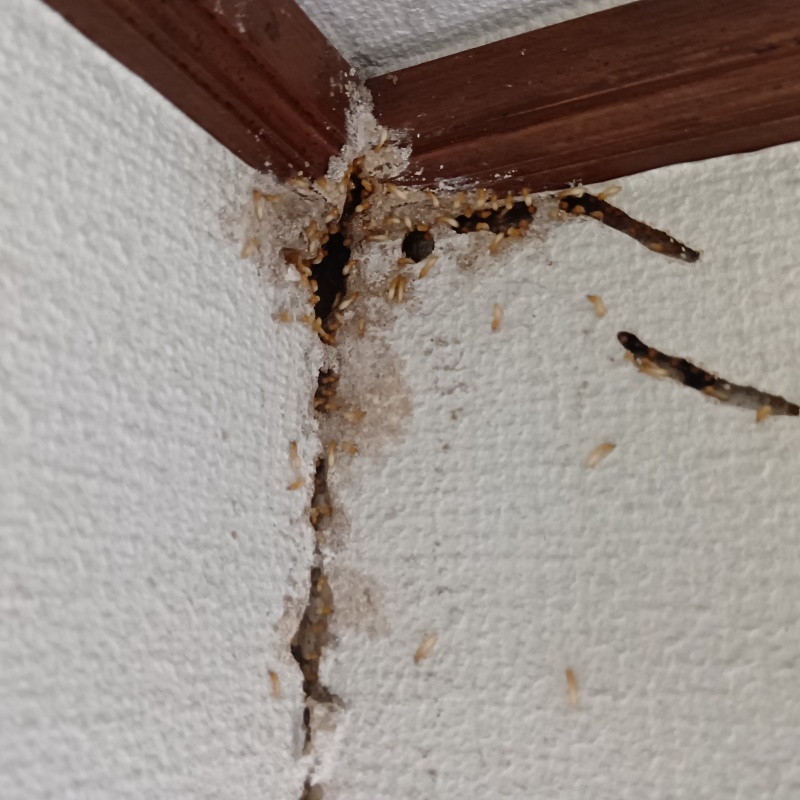 築年数30年のシロアリ駆除の施工事例（福岡県北九州市若松区深町）