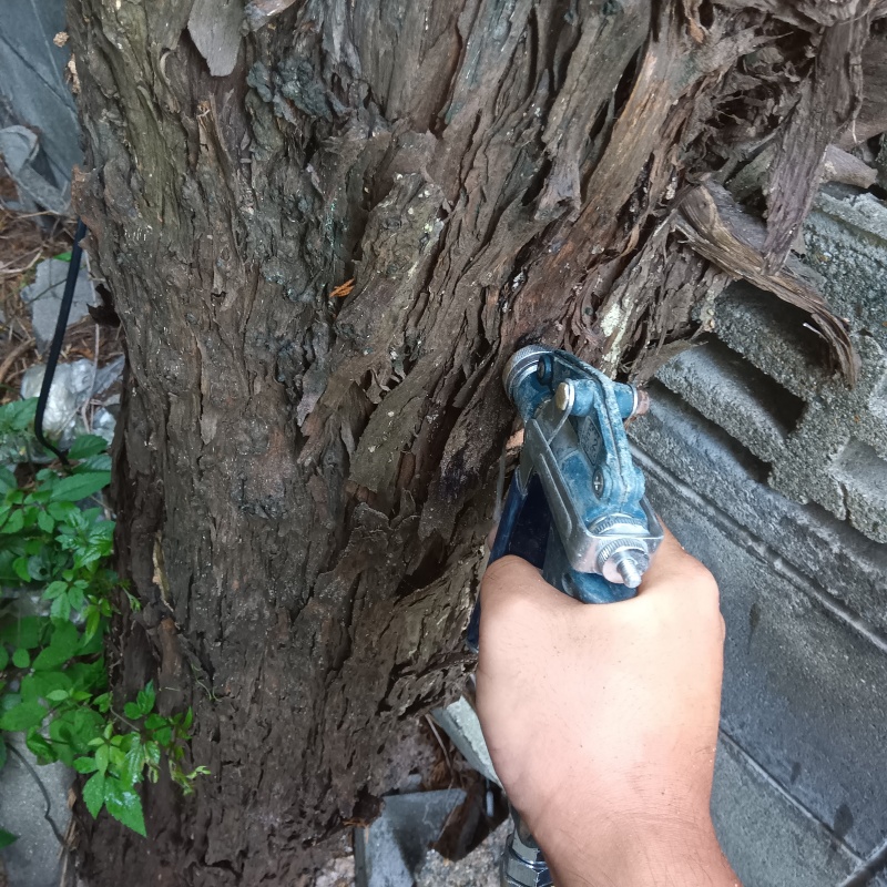 傷んだ庭木にシロアリ駆除剤を注入