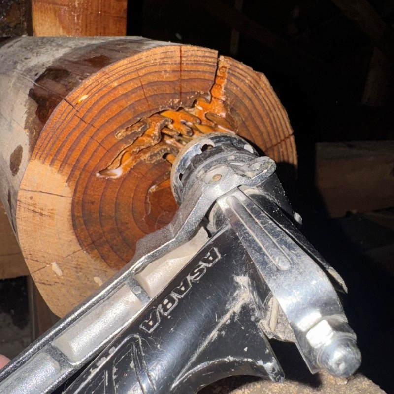 食害を受けた木材にシロアリ駆除剤を注入