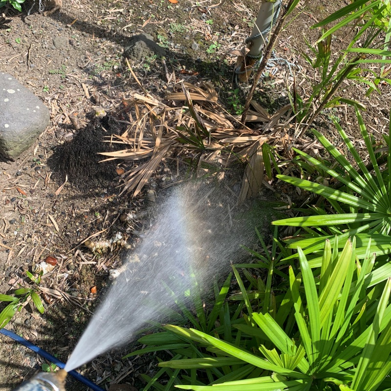 枯れ木にシロアリ駆除剤を散布