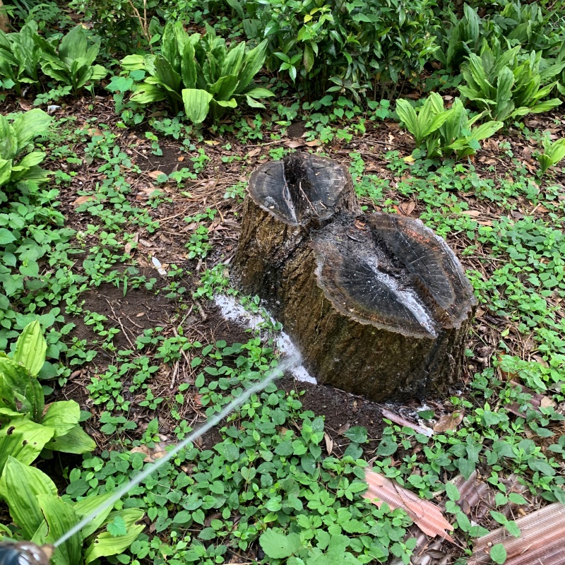 切り株にシロアリ駆除剤を散布