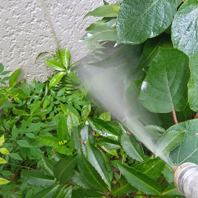 外壁と草木にシロアリ駆除剤を散布