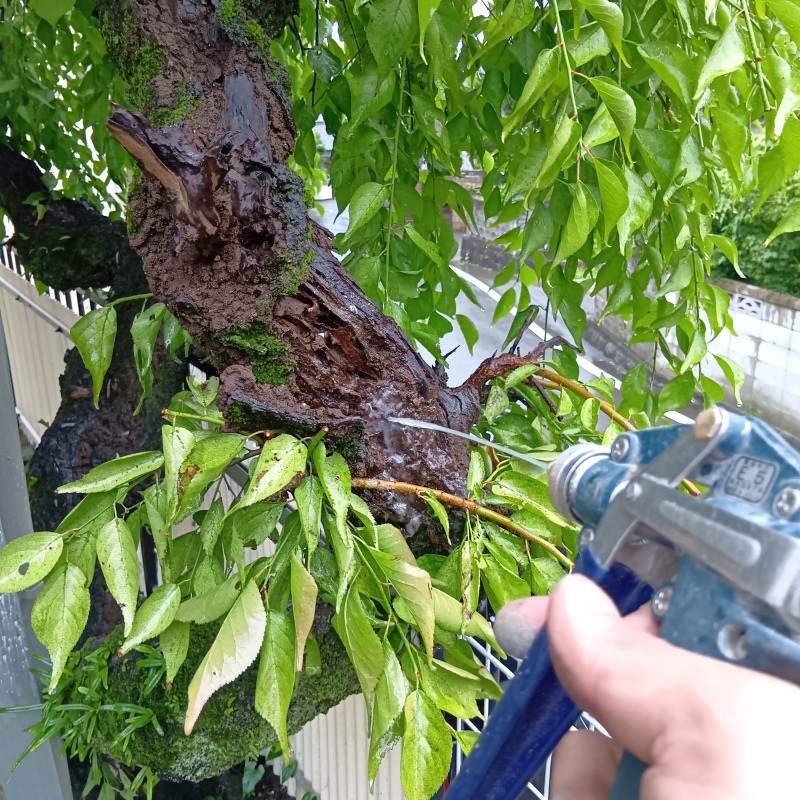 庭の木にシロアリ駆除剤を散布