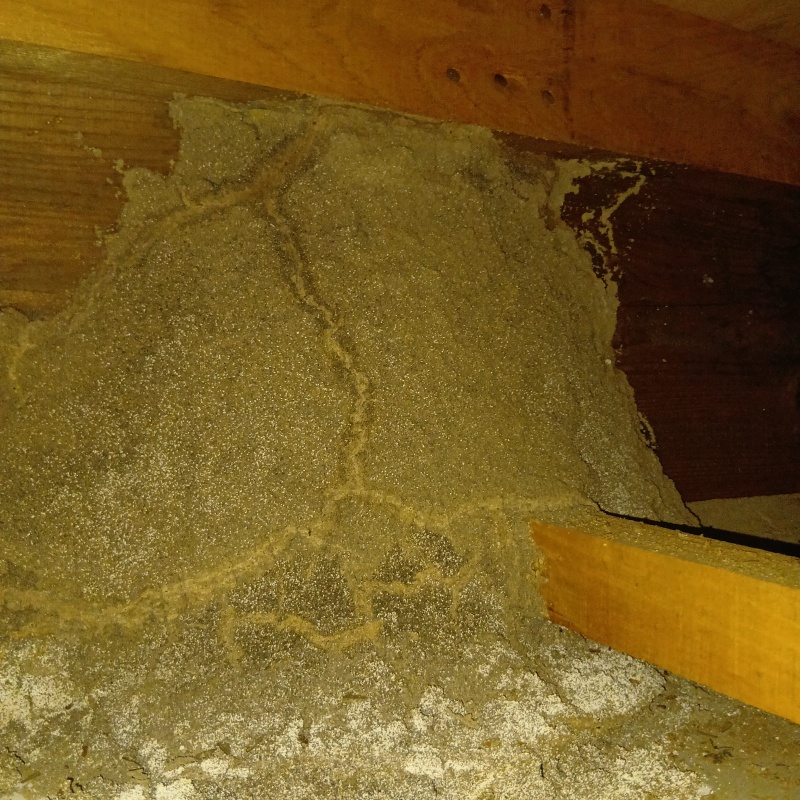 シロアリ駆除の施工事例（鹿児島県南さつま市笠沙町赤生木）