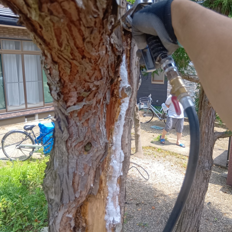 庭木に防蟻剤を注入