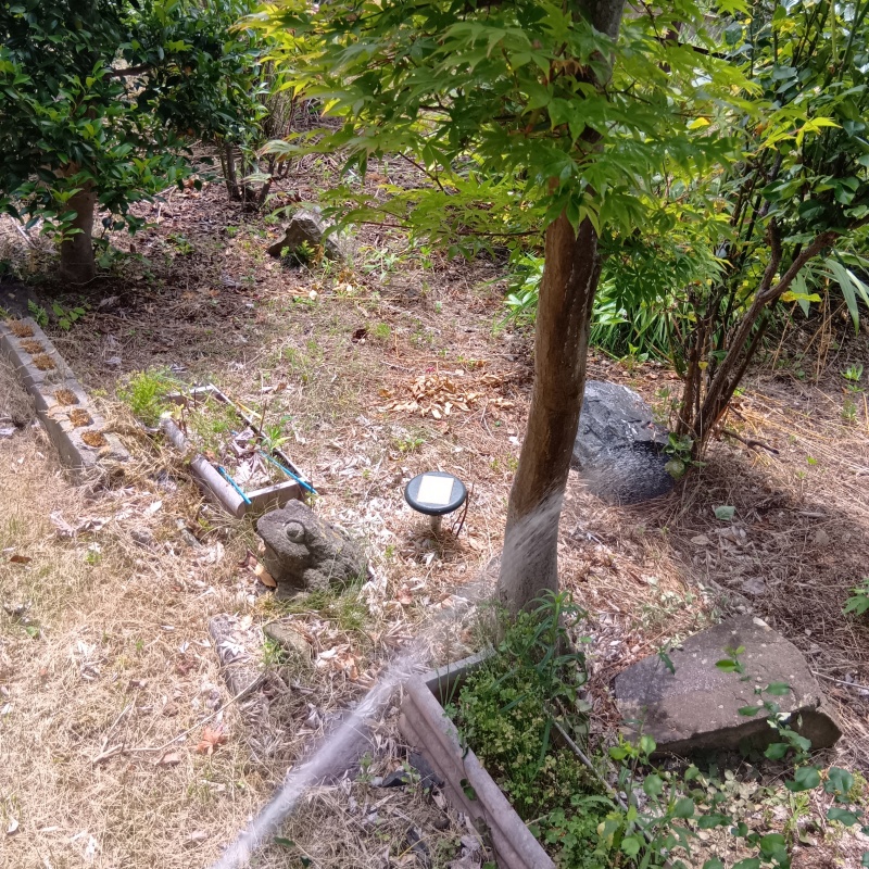 庭木にシロアリ駆除剤を散布