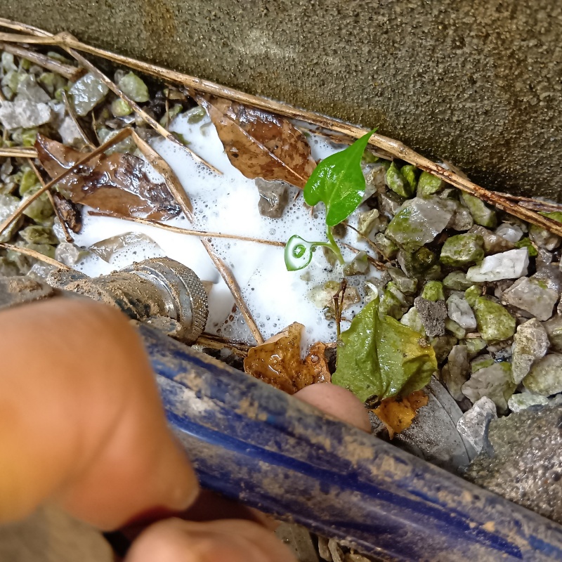 塀と地面の間にシロアリ駆除剤を注入