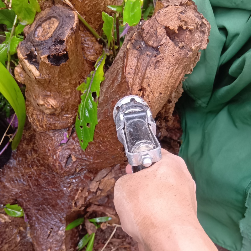 庭の枯れ木にシロアリ駆除剤を注入