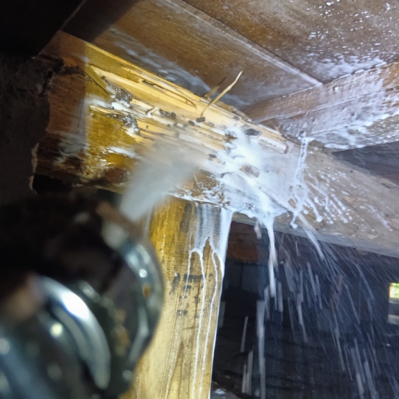 シロアリの食害を受けた木材にシロアリ駆除剤を散布