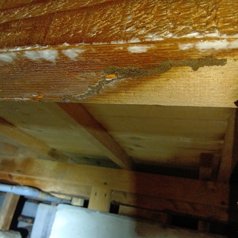 築年数50年のシロアリ駆除の施工事例（茨城県取手市押切）