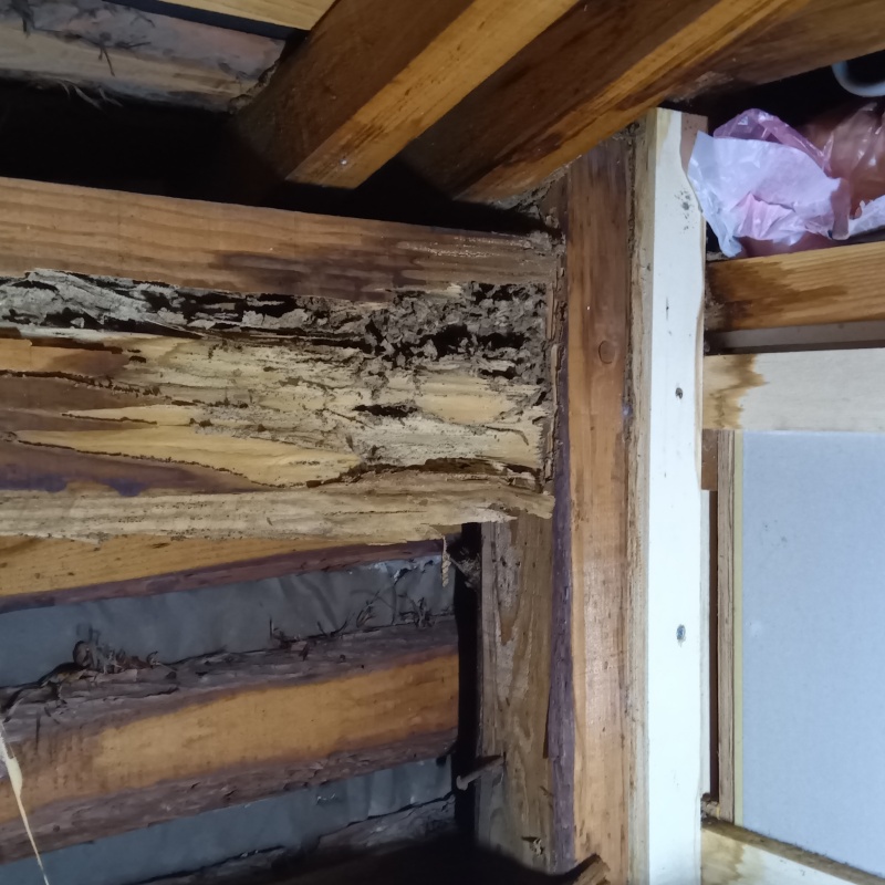 シロアリ駆除の施工事例（愛媛県東温市牛渕）