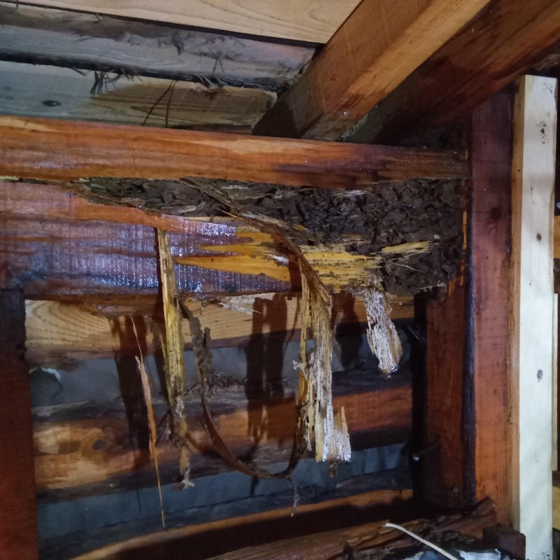 木部処理が完了した様子