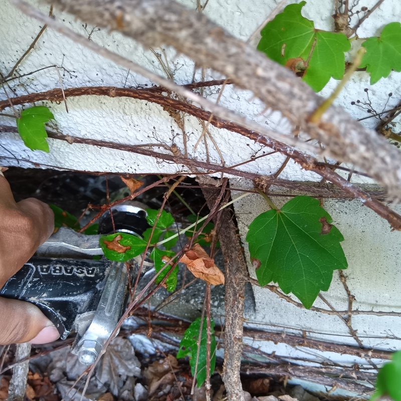 基礎のすき間からシロアリ駆除剤を散布