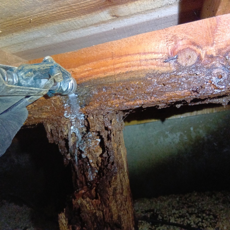 食害を受けた床下の木材にシロアリ駆除剤を散布する様子