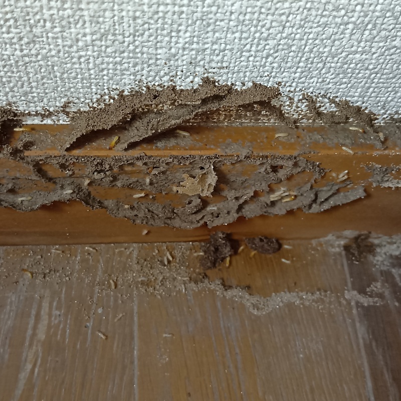 築年数36年のシロアリ駆除の施工事例（大阪府東大阪市御幸町）