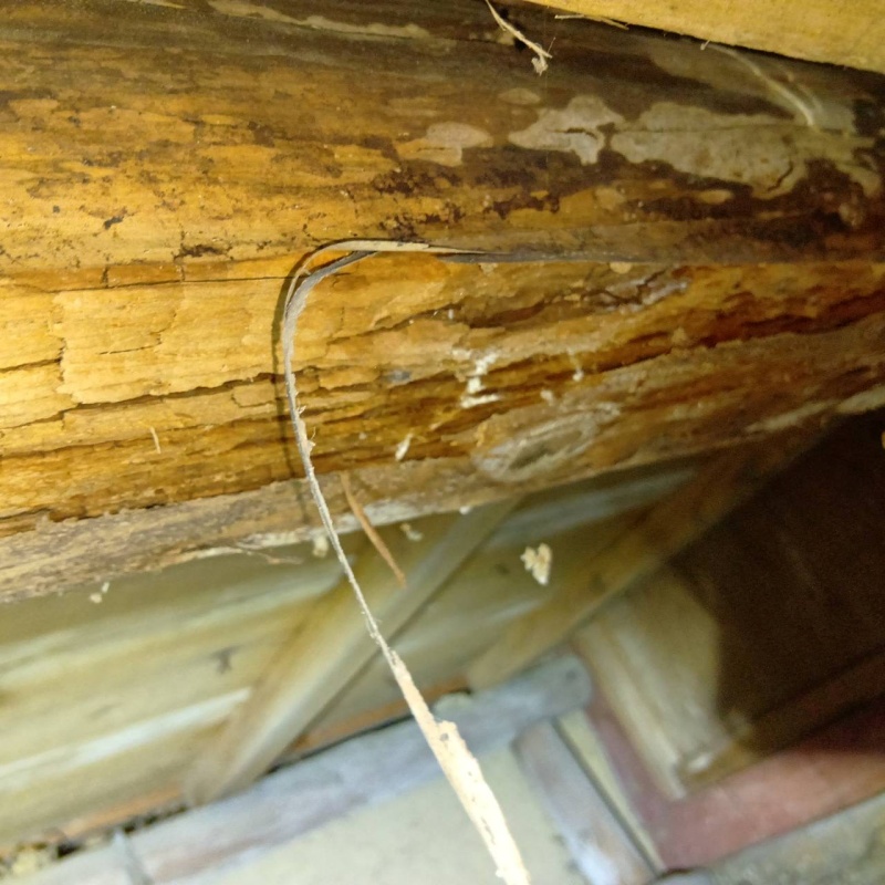 築年数50年のシロアリ駆除の施工事例（滋賀県犬上郡多賀町）