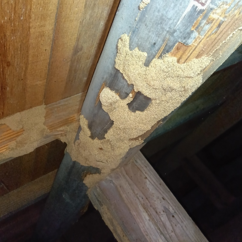 築年数50年のシロアリ駆除の施工事例（愛知県知多市日長）