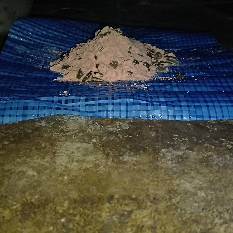 殺鼠剤を設置