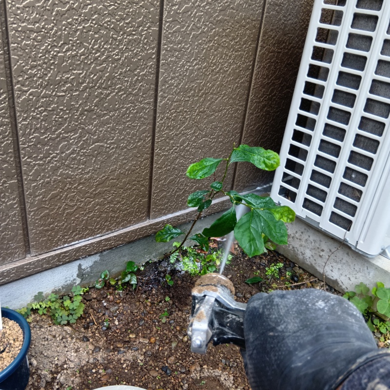 室外機のまわりにシロアリ駆除剤を散布
