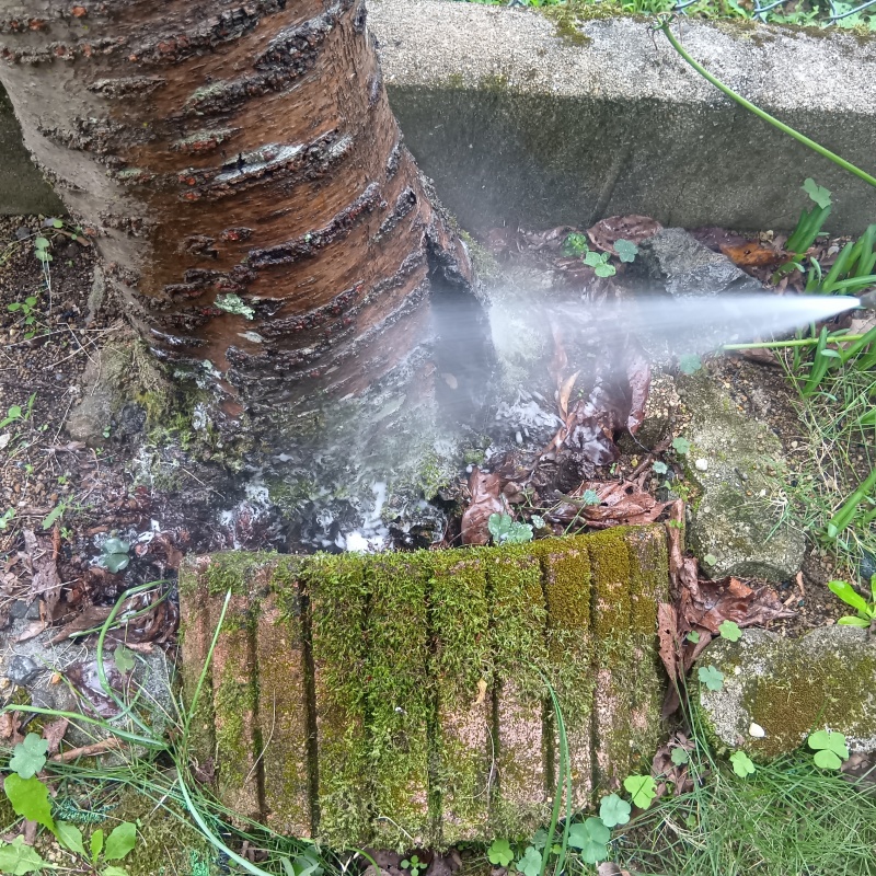 庭木に防蟻剤を散布