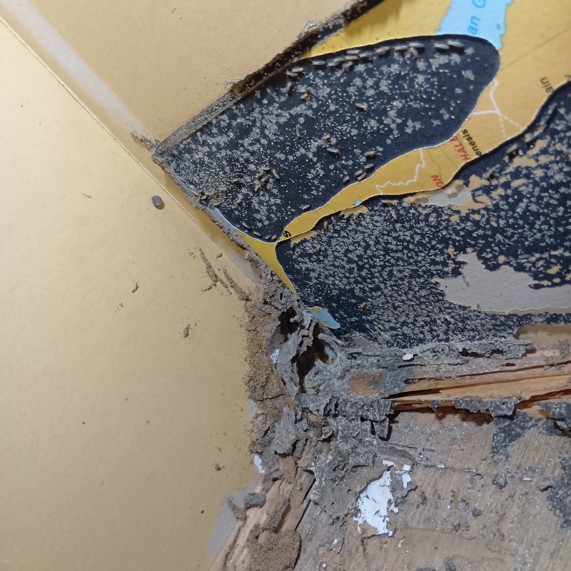 築年数30年のシロアリ駆除の施工事例（福岡県古賀市）