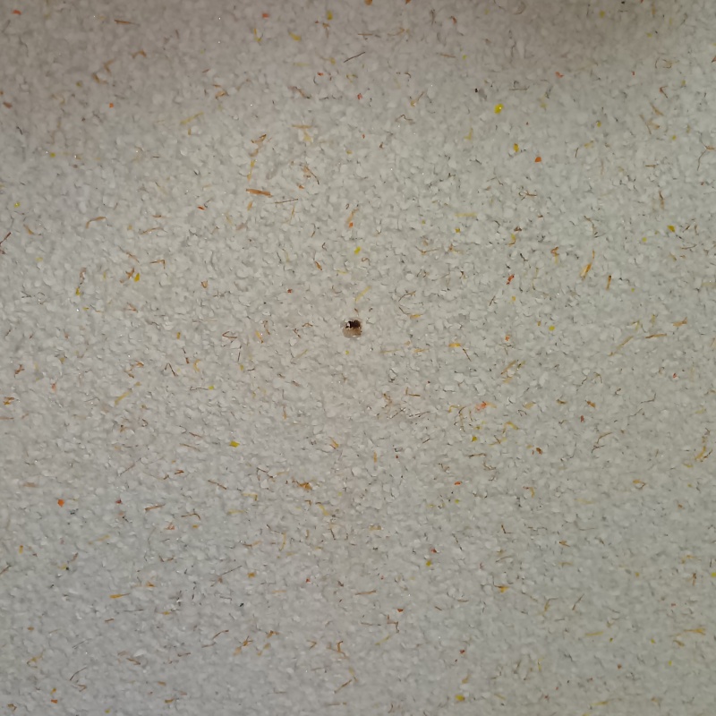 シロアリ駆除剤を注入するための穴を開けた様子