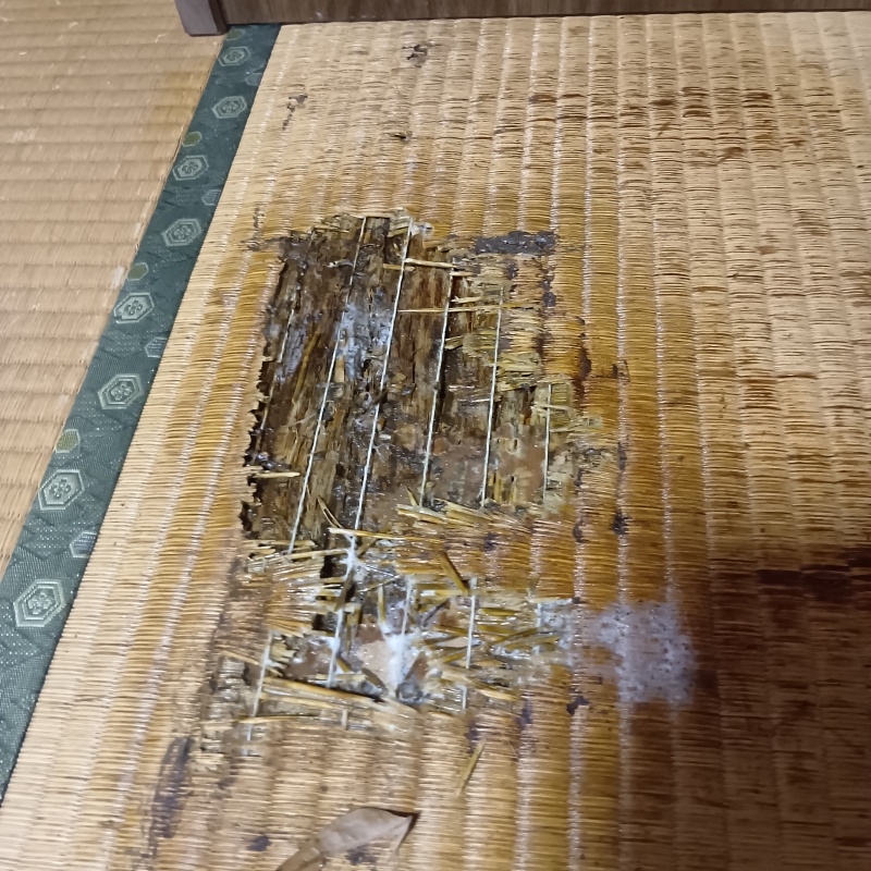 築年数50年のシロアリ駆除の施工事例（栃木県佐野市植野町）