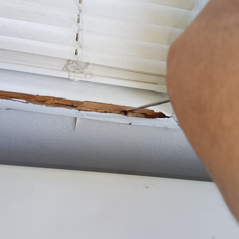 表面がはがれた窓枠の木部に穴を開けてシロアリ駆除剤を注入