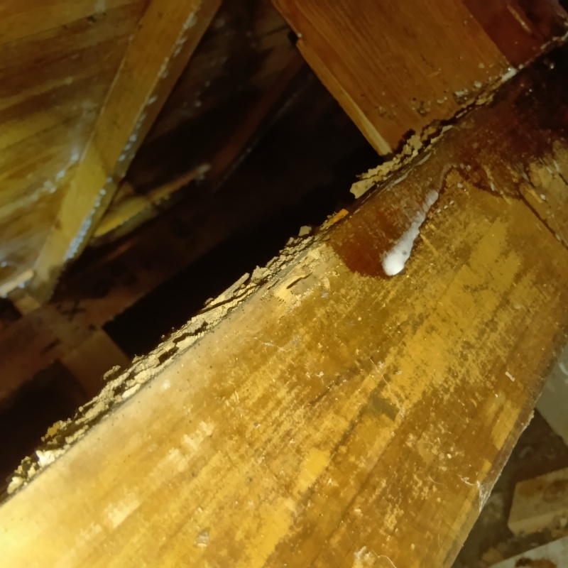 シロアリ駆除の施工事例（東京都世田谷区）