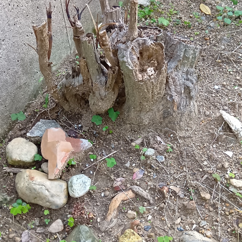 築年数45年のシロアリ駆除の施工事例（兵庫県神戸市西区秋葉台）