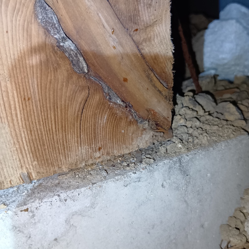 築年数20年のシロアリ駆除の施工事例（京都府京都市伏見区羽束師古川町）