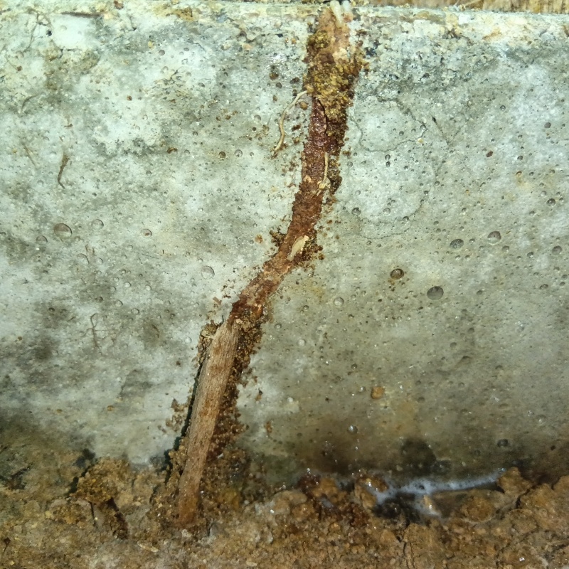 築年数30年のシロアリ駆除の施工事例（福島県田村郡三春町一本松）