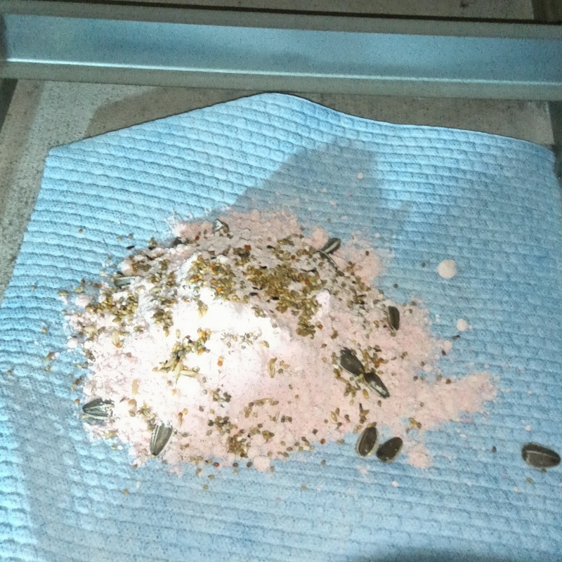 殺鼠剤を設置