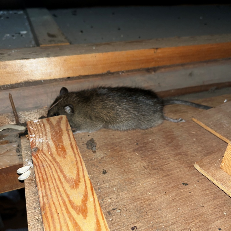 ネズミの死骸