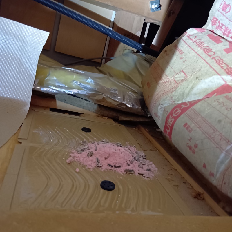 殺鼠剤を盛った粘着シート