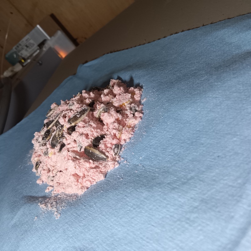 殺鼠剤を設置