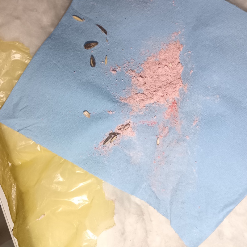 ネズミが殺鼠剤を食べたあと