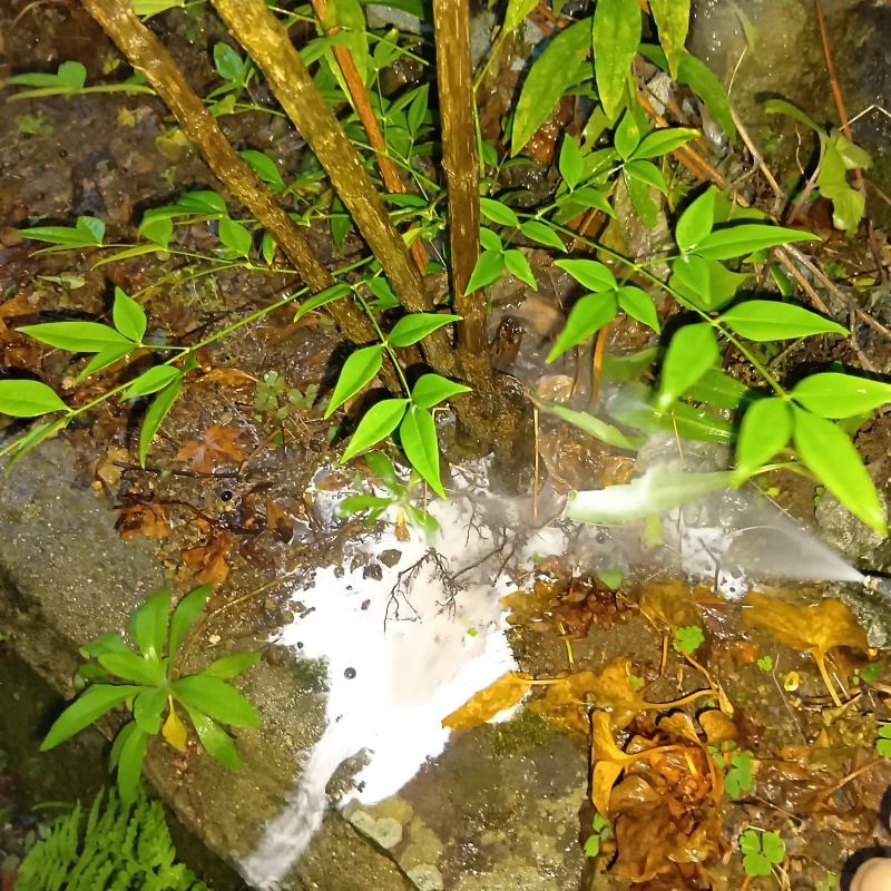 築年数60年のシロアリ予防の施工事例（長崎県長崎市江の浦町）