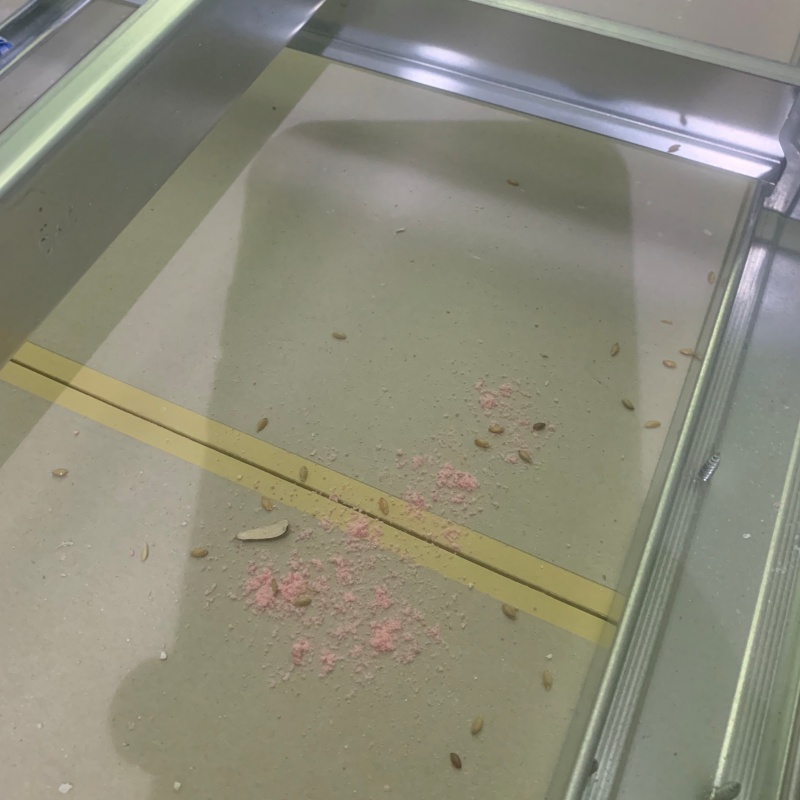 ネズミが殺鼠剤を食べたあと
