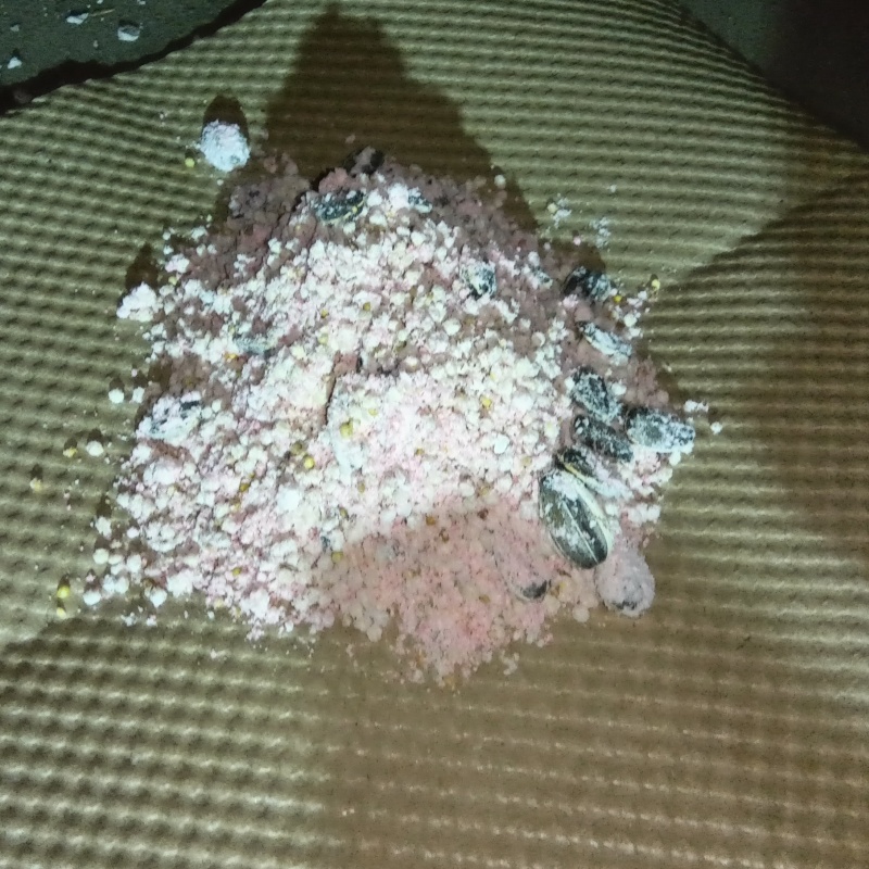 殺鼠剤を設置