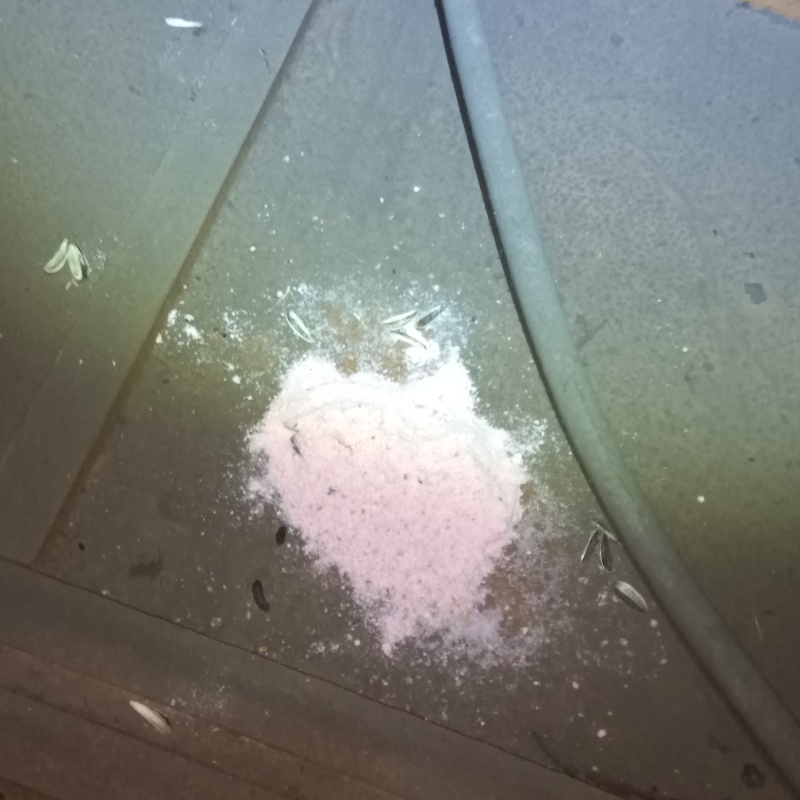 殺鼠剤を設置