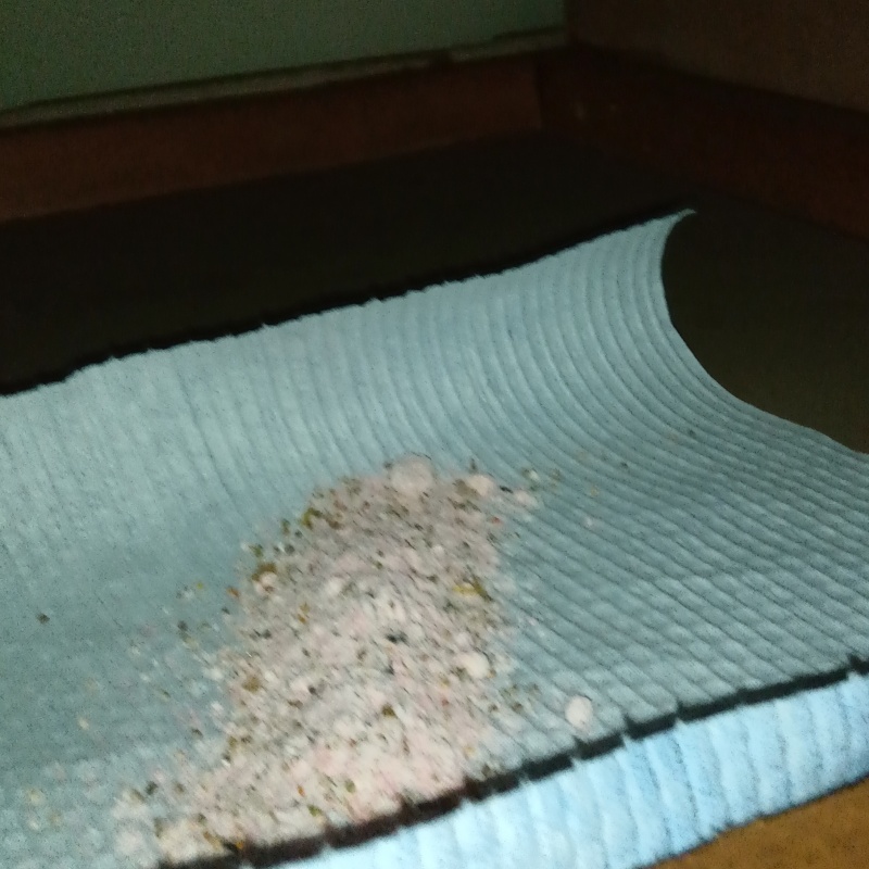 殺鼠剤を設置