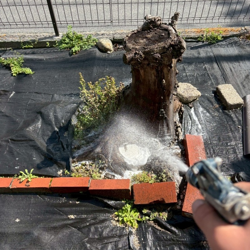 庭の切り株にシロアリ駆除剤を散布