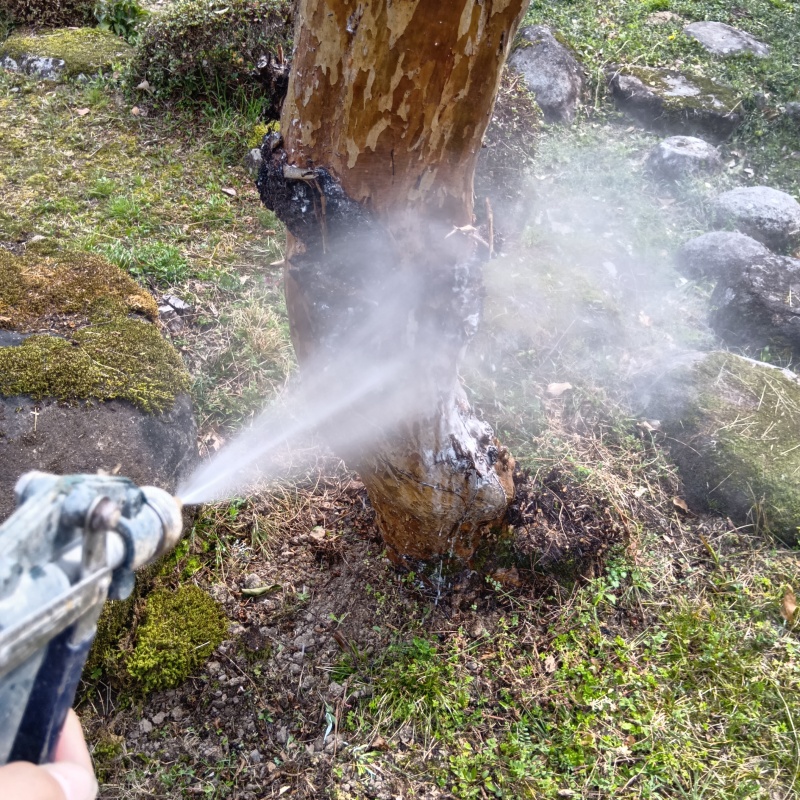 庭木にシロアリ駆除剤を散布