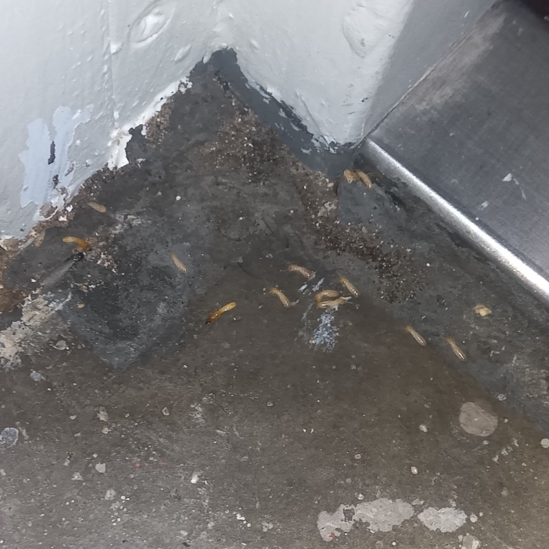 シロアリ駆除の施工事例（兵庫県神戸市兵庫区）