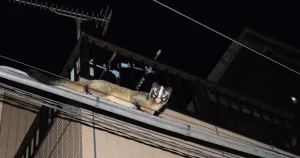ハクビシン駆除の駆除の費用相場はいくら？補助金はある？負担を抑えるコツを解説