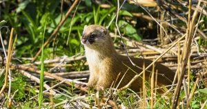 イタチ駆除の費用相場はいくら？補助金はある？負担を抑えるコツを解説