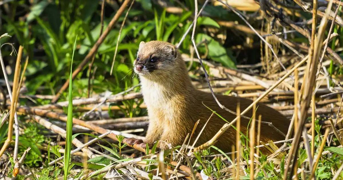 イタチ駆除の費用相場はいくら？補助金はある？負担を抑えるコツを解説