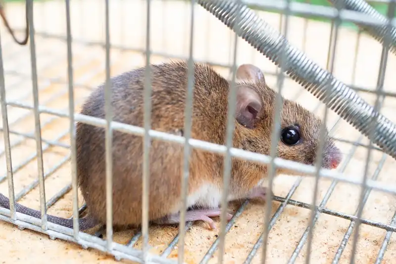 ネズミ駆除でお悩みならアズサポートにご連絡ください