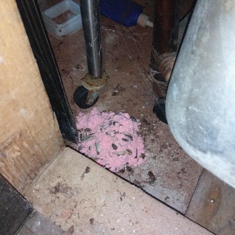 殺鼠剤を仕掛けている様子
